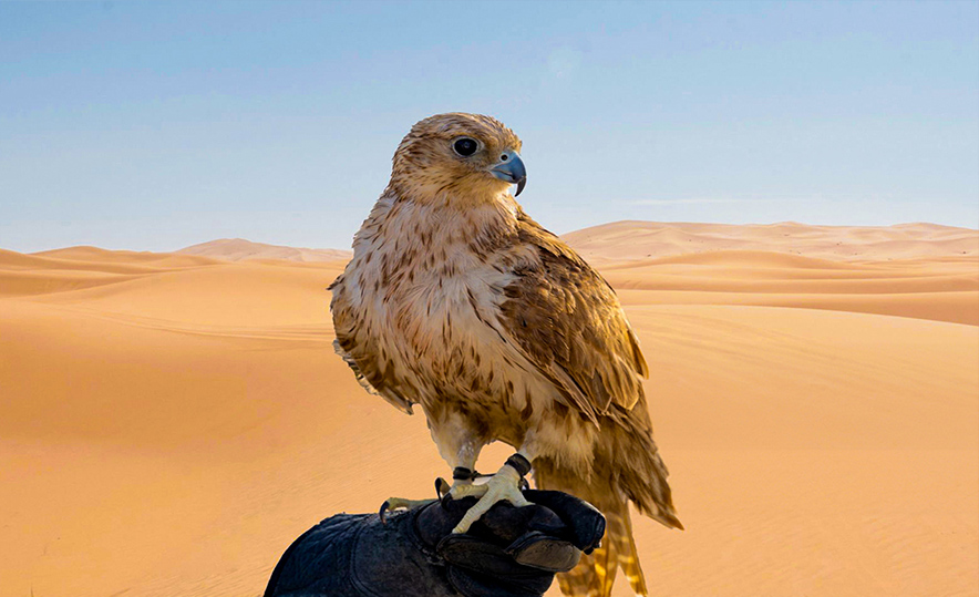 Morning Desert Safari Dubai